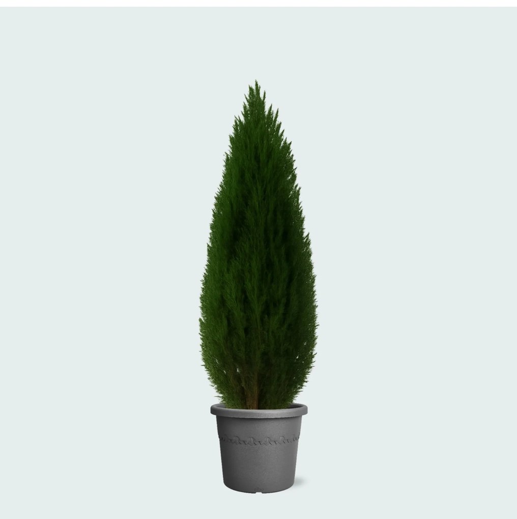 Cupressus - 80cm