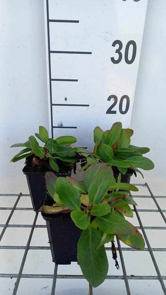 Bergenia 'Silberlicht' - pot 9x9 cm -