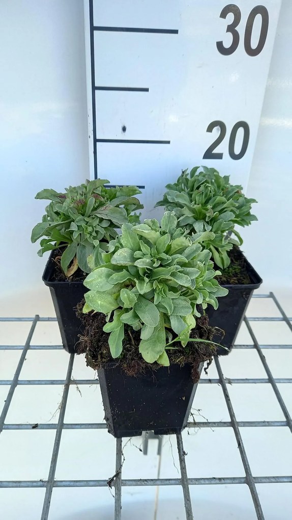 Erigeron glaucus 'Sea Breeze' - pot 9x9 cm -