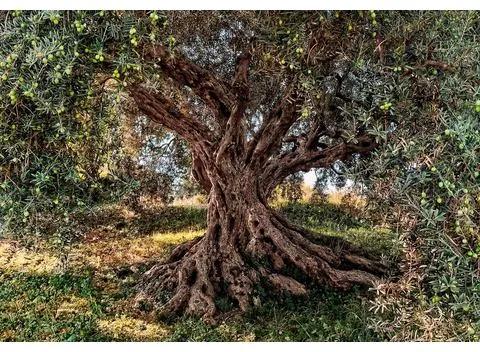 KOMAR fotobehang »Olive Tree«, 368x254 cm