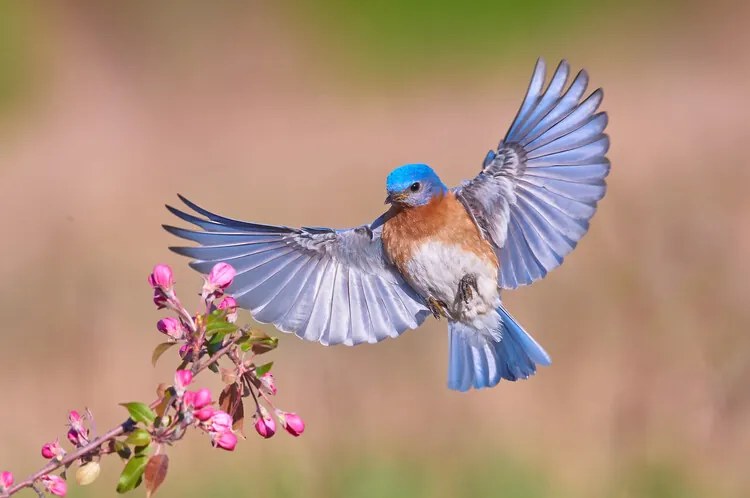 Foto Colorful Spring, Jim Luo