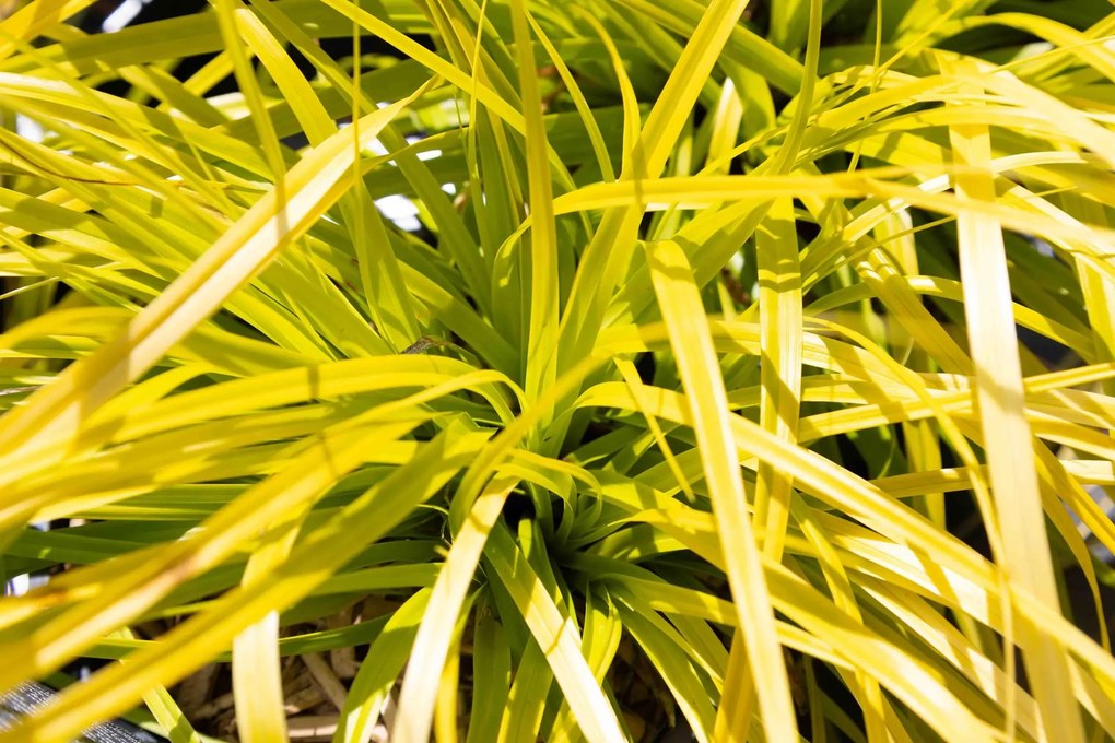 Carex oshimensis 'Everillo' - pot 9x9 cm -
