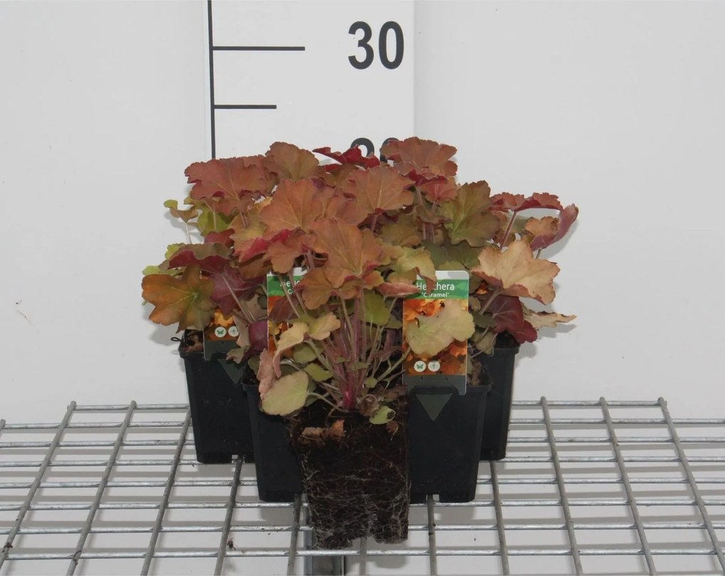 Heuchera 'Caramel' - pot 9x9 cm -