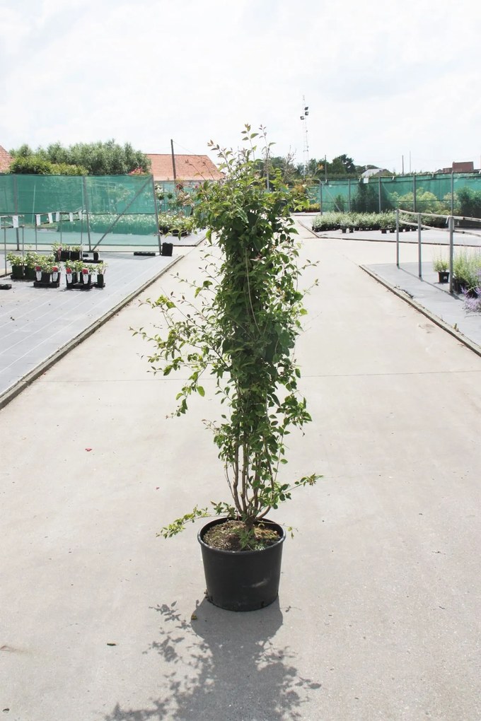 Syringa vulgaris 'Mme Lemoine' - pot - 50-60 cm