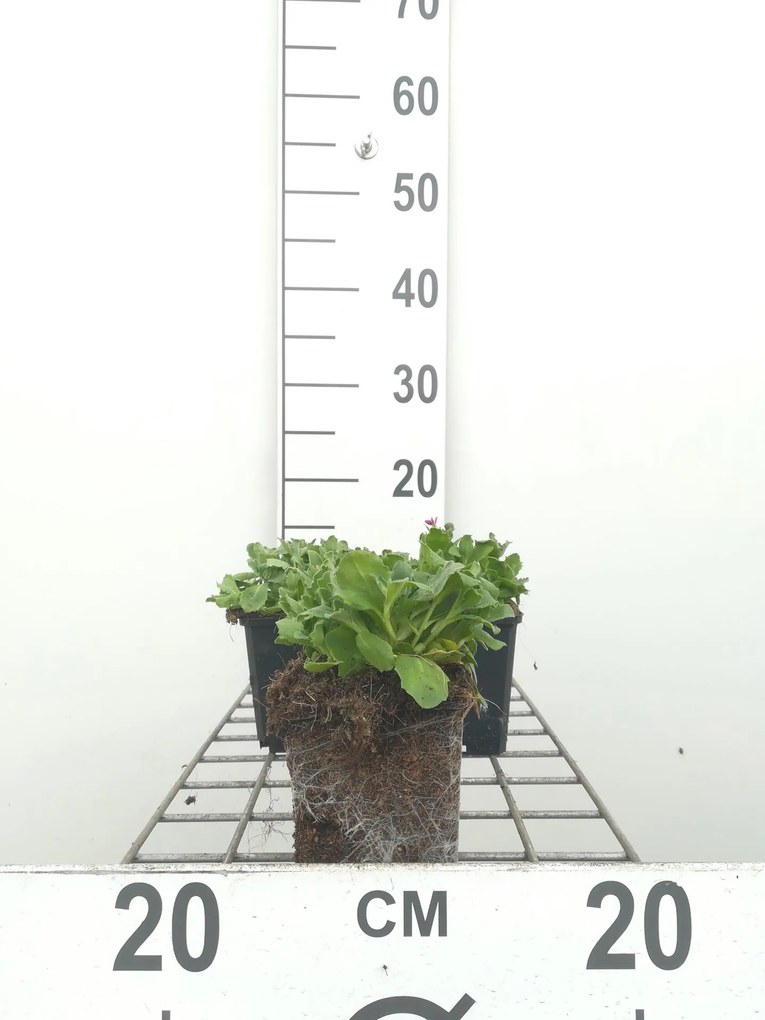 Arabis x arendsii 'Compinkie' - pot 9x9 cm
