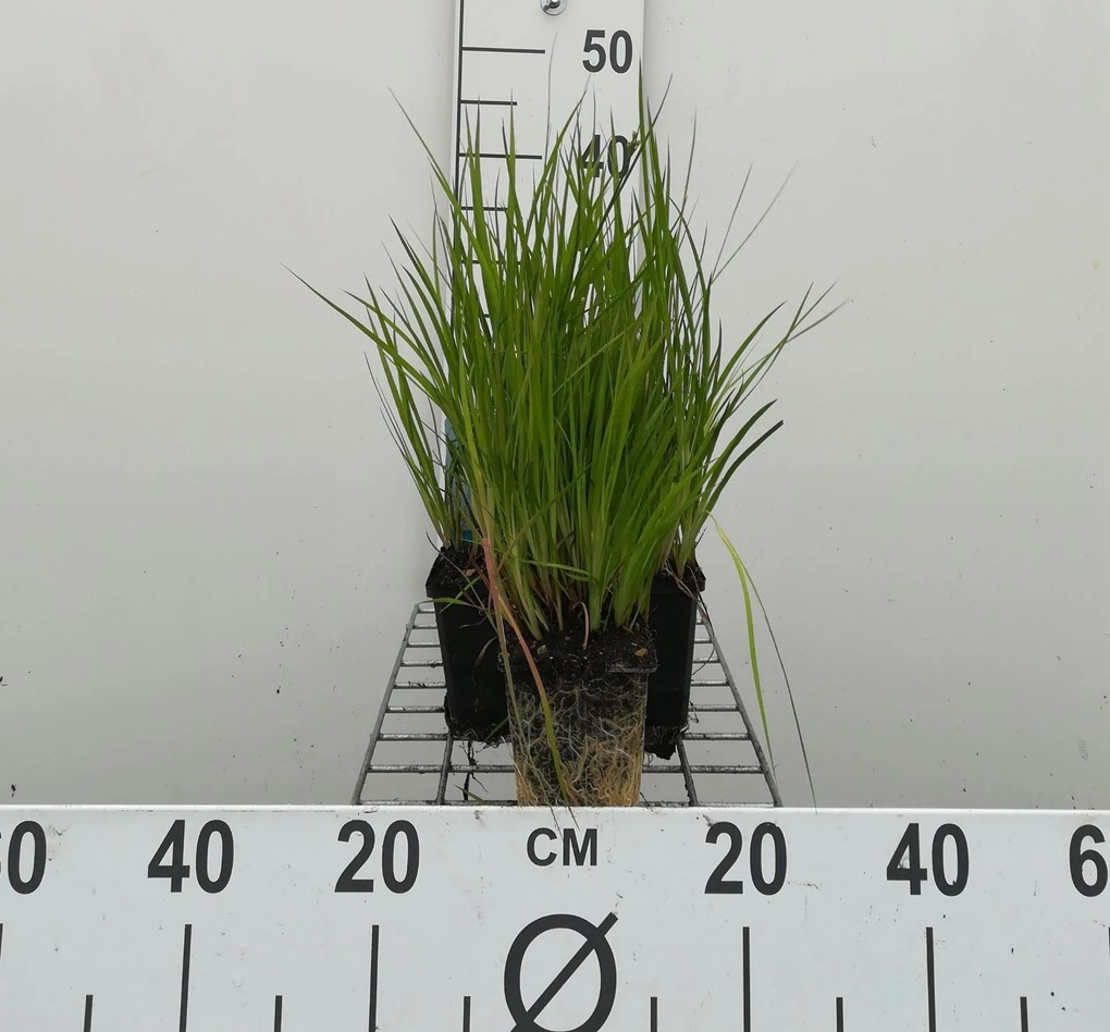 Juncus ensifolius - pot 9x9 cm
