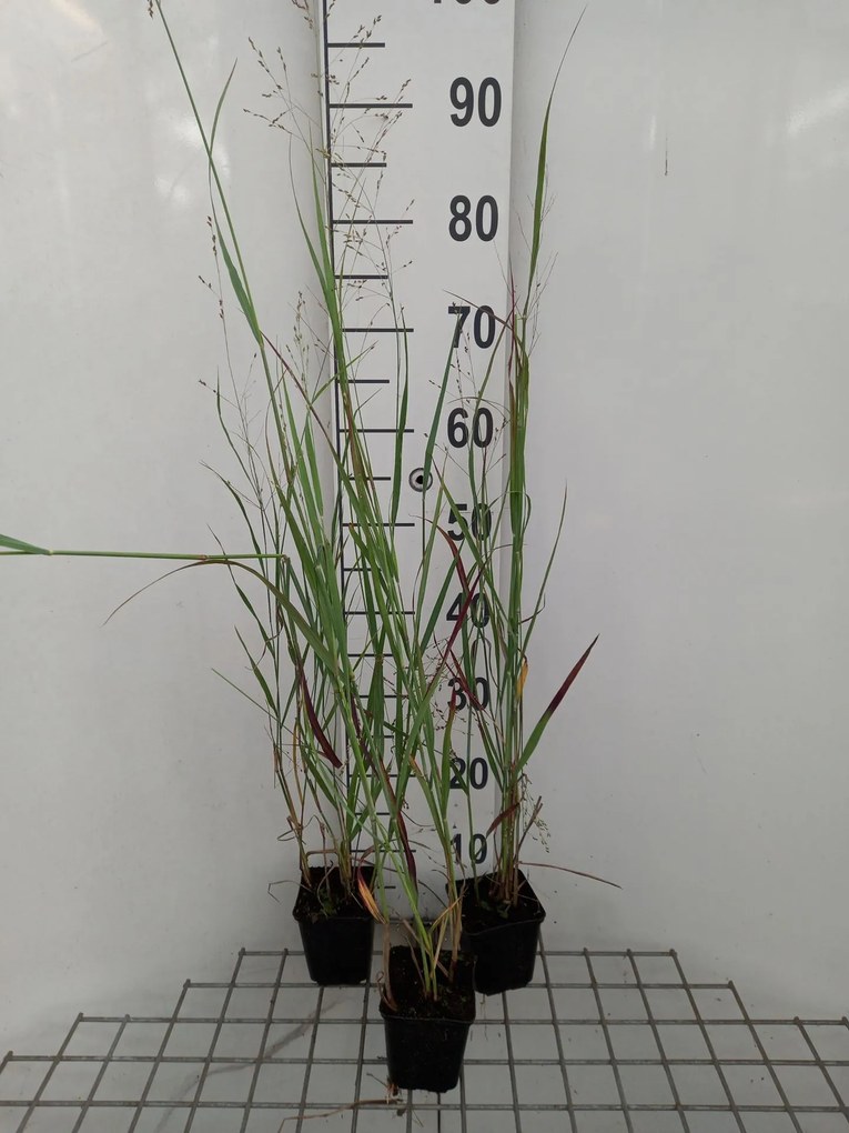 Panicum virgatum 'Heiliger Hain' - pot 9x9 cm -