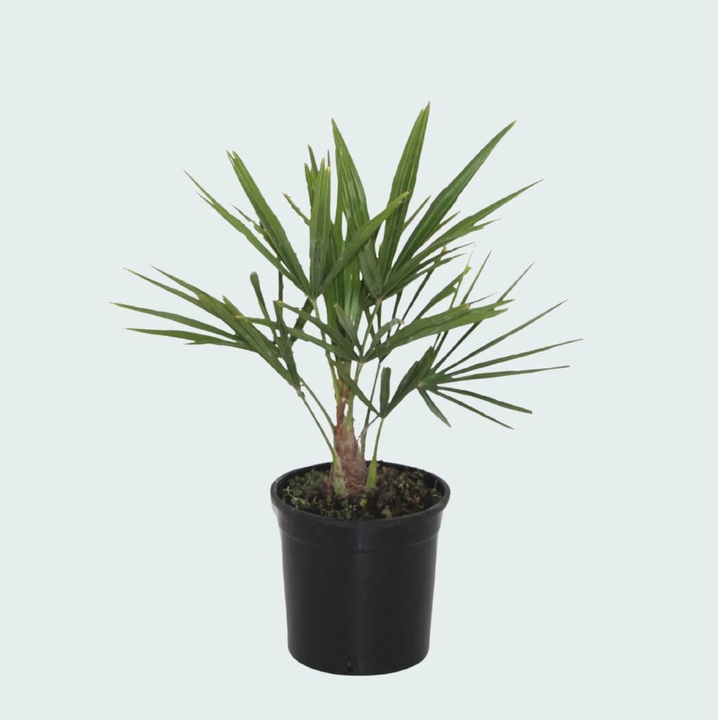 2 x Trachycarpus Fortunei - 40 cm