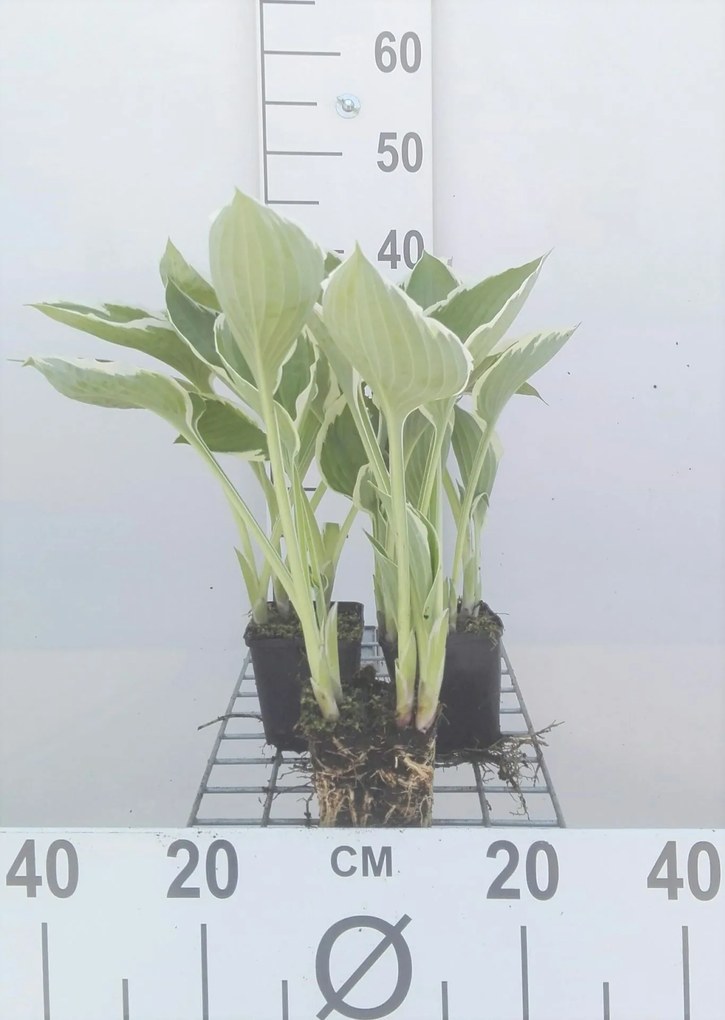 Hosta 'Francee' - pot 9x9 cm -