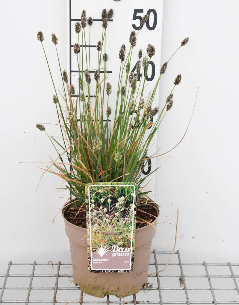 Sesleria heufleriana - pot 3L -