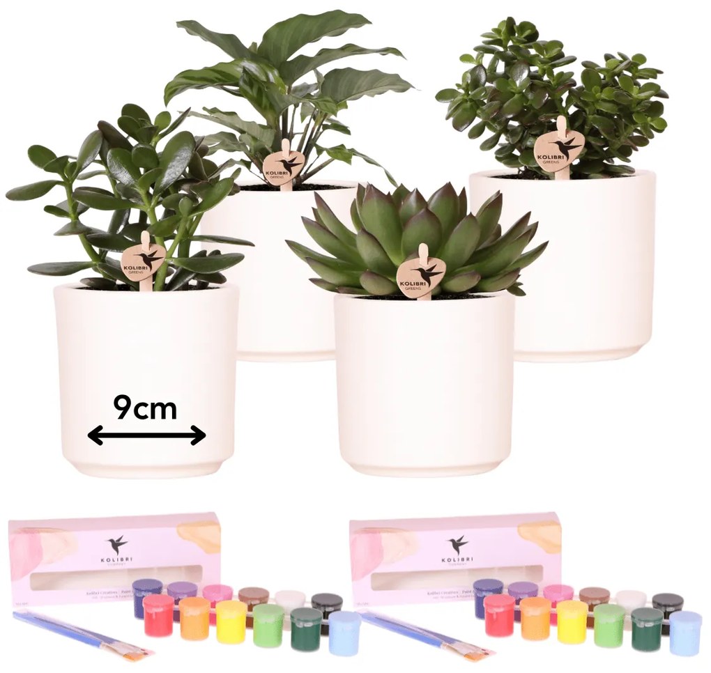 Paint &amp; plant - Succulent