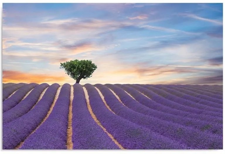 Schilderij - Veld met lavendel, paars, blauw, groen, 1 deel