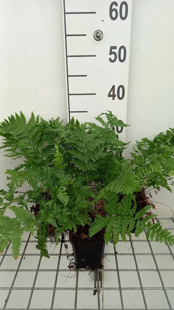 Dryopteris carthusiana - pot 9x9 cm -