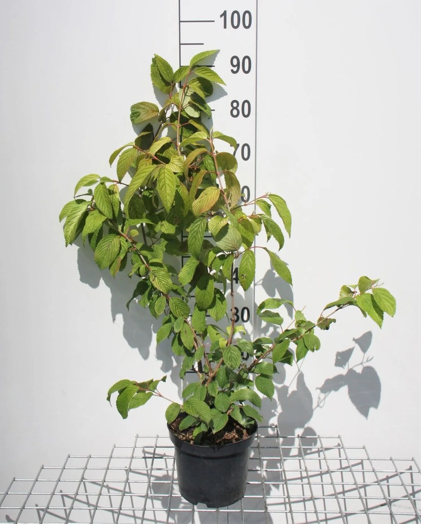 Viburnum plicatum f. tomentosum - pot - 40-60 cm -