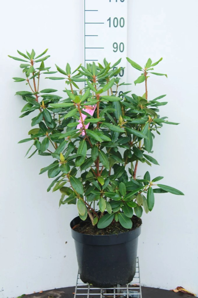 Rhododendron'Roseum Elegans'- pot 10L - 60-80 cm