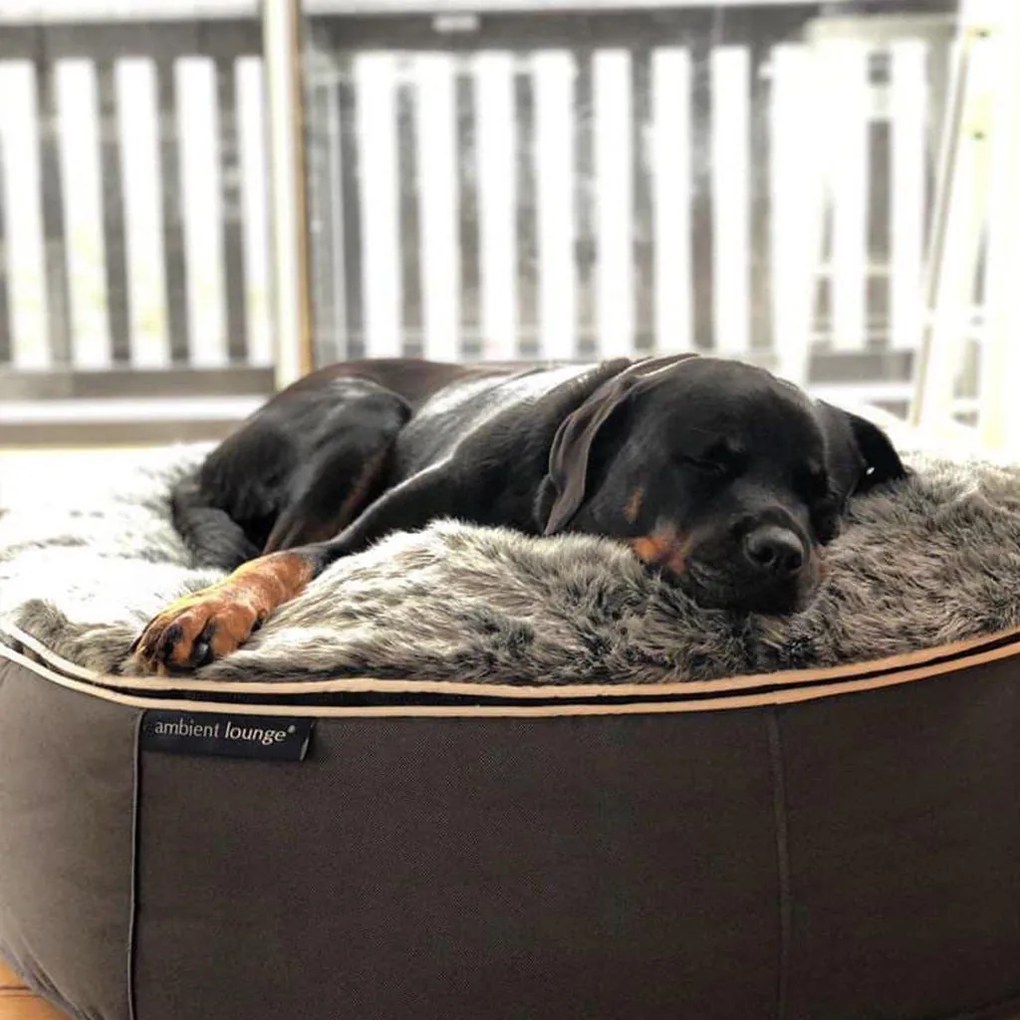 Pet Bed Indoor/Outdoor - XXL