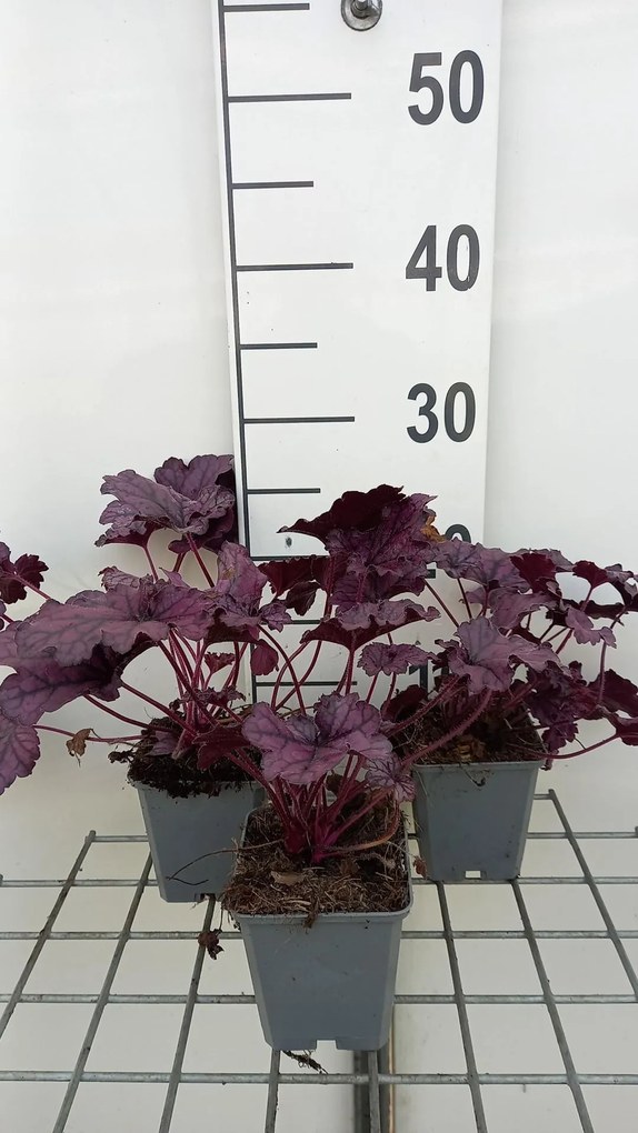Heuchera 'TNHEUFP' (Forever Purple) - pot 9x9 cm -