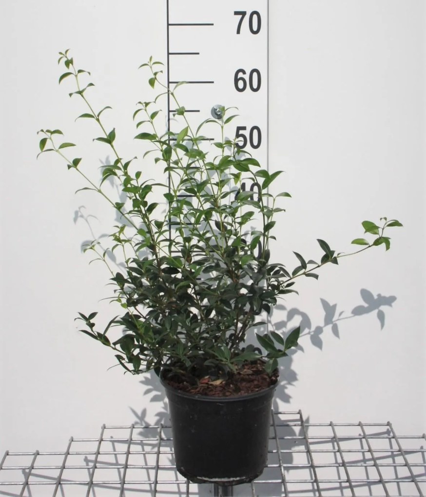Osmanthus x burkwoodii - pot 3L - 40-60 cm - struik -