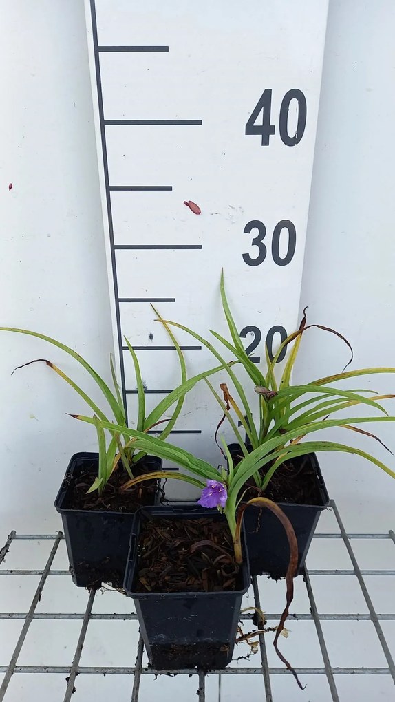 Tradescantia 'Blue Stone' - pot 9x9 cm