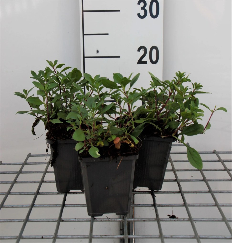 Saponaria ocymoides - pot 9x9 cm -