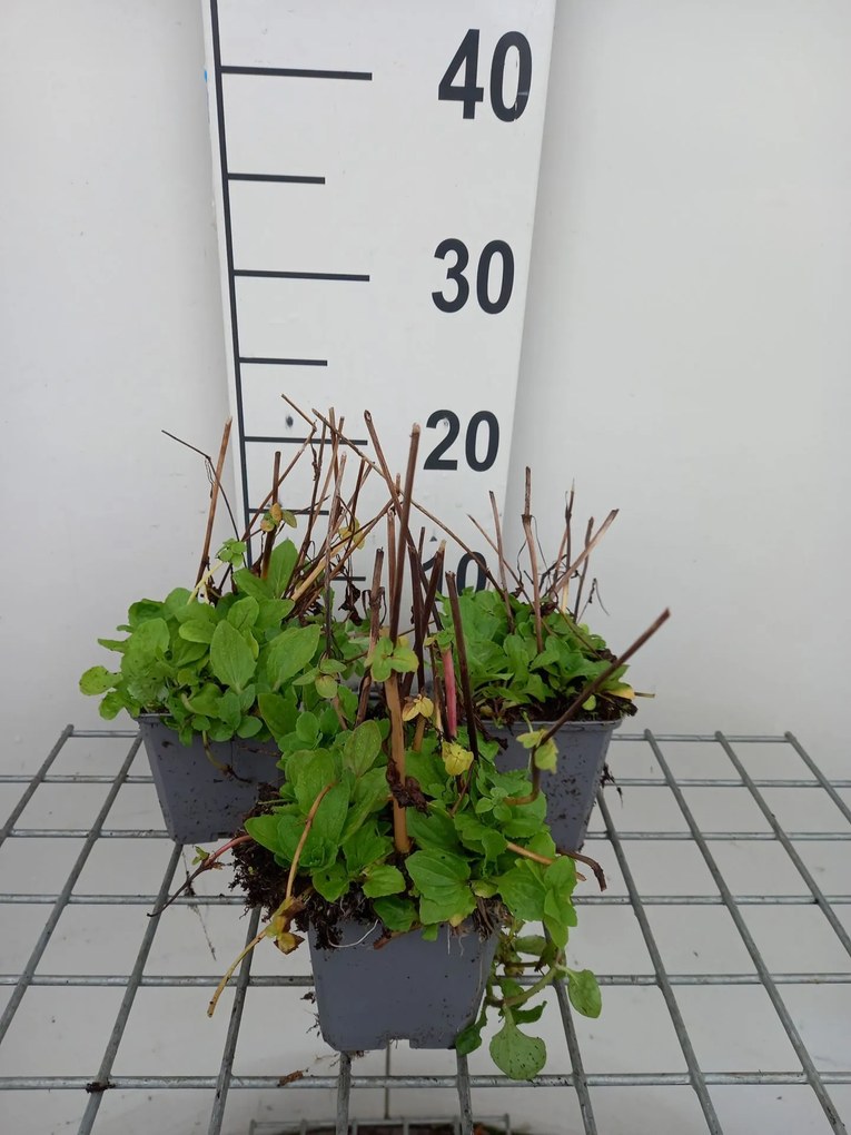 Mimulus luteus - pot 9x9 cm
