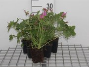 Geranium macrorrhizum 'Bevan's Variety' - pot 9x9 cm -