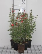 Salvia microphylla 'Hot Lips' - pot 9x9 cm -