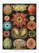 Kunstreproductie Ascidiae–Seescheiden, Ernst Haeckel