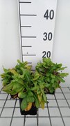 Primula rosea 'Gigas' - pot 9x9 cm