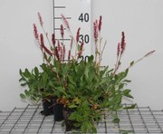 Persicaria affinis 'Darjeeling Red' - pot 9x9 cm