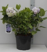 Hydrangea macrophylla - blauw - pot 10L - 40-60 cm -