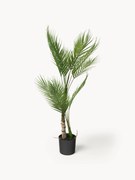Kunstpalm Palme in plantenbak