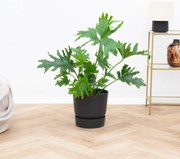 Philodendron Selloum - 70cm