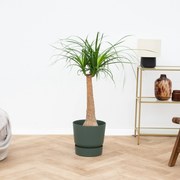 Beaucarnea - 90cm