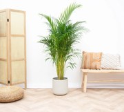 Dypsis Lutescens (Areca palm) - 130cm