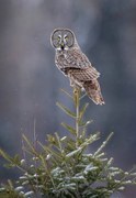 Foto Tree Top Great Gray Owl, Scott Suriano