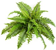 Varen Nephrolepis Boston - 60 cm
