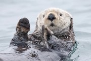 Foto Yesterday I caught a fish thiiis big! - Otter. Alaska, Roman Golubenko