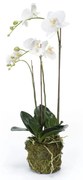 Emerald Kunstplant vlinderorchidee 70 cm wit