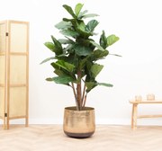 Kunstplant Ficus Lyrata - 170cm