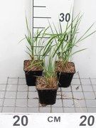 Calamagrostis x acutiflora 'Karl Foerster' - pot 9x9 cm -