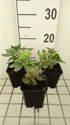 Pachysandra terminalis 'Variegata' - pot 9x9 cm -