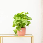 Syngonium Golden Feel Green - 30cm