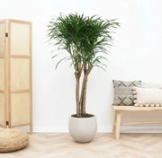 Dracaena Anita Variegata multi stam - 130cm