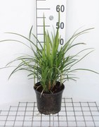 Liriope muscari 'Big Blue' - pot 3L