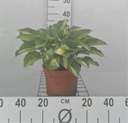 Hosta 'Gypsy Rose' - pot 3L