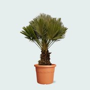 Chamaerops Humilis Vulcano compact - 140cm