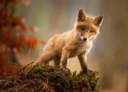 Foto Fox, Robert Adamec