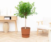 Ficus Microcarpa Moclame - 150cm