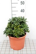 Pittosporum tobira 'Nanum' - pot 3L - 25-30 cm
